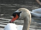 Cigno Cigno