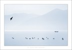 il lago dei sogni il lago dei sogni