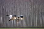 Pellicani in volo Pellicani in volo