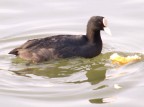 Gallinella affamata Gallinella affamata