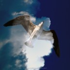 Il gabbiano nuvoloso...