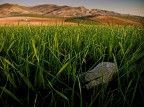 .: germogli di grano :. .: germogli di grano :.