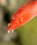 goccia nel rosso goccia nel rosso