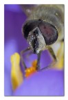 Eristalis pigix Eristalis pigix