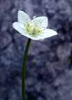 Fiore Fiore