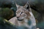 Lince Lince