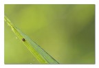 La solitudine La solitudine