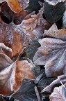 Foglie1 Foglie1