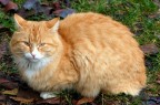 Volevo un gatto nero... Volevo un gatto nero...