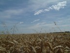 grano.... grano....