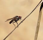 mosca in diagonale