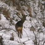 Canon EOS 350D + Sigma 300mm f 2.8 + duplicatore di focale 2x.
foto scattata a mano libera.