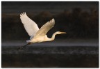 In volo In volo
