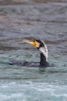 Cormorano
