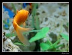 Acquario Acquario