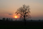 L'albero L'albero