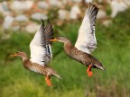 Germani Germani