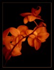 Amber Petals Amber Petals
