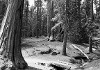 Sequoia National Park Sequoia National Park