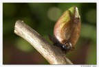 Adalia bipunctata che ronfa sotto un bocciolo Adalia bipunctata che ronfa sotto un bocciolo