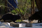 Pussa via Pussa via