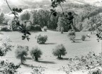 ...Tra gli ulivi... ...Tra gli ulivi...