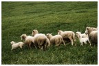 Sheep... Sheep...