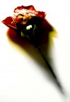 rosa rosa