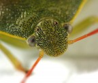 Macro Macro