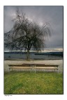 tree tree