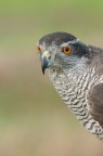 Falco curioso Falco curioso