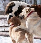 dai retta a pap�...