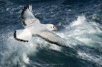 Il gabbiano e il mare Il gabbiano e il mare