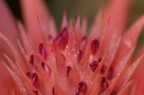 fiore fiore