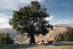 albero albero