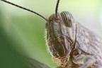 macro macro