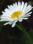 Purity Purity