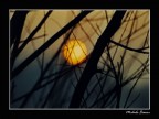 Tramonto nei rami Tramonto nei rami