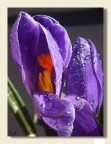 Crocus aperto Crocus aperto