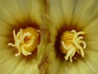 twin flowers twin flowers