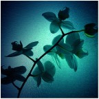 ..lo sfondo � data da un vetro ed ho poi applicato una texture..parte della mia nuova serie "Orch_idee" :))