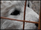 Dog Dog