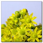 Giallo! Giallo!