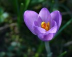 crocus
