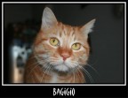Ritratto di Bagigio Ritratto di Bagigio