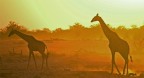 giraffe al tramonto (etosha park namibia 2006) giraffe al tramonto (etosha park namibia 2006)