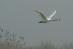 Il cigno Il cigno
