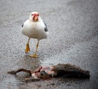 Gabbiano o avvoltoio?