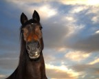 cavallo primo piano dal basso cavallo primo piano dal basso