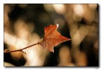 autunno autunno